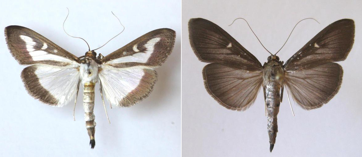 Light (left) and dark (right) morph of the box tree moth.